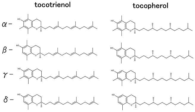 アルファからガンマのTocotrienol と tocopherol の構造式